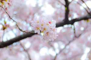 桜,清水公園