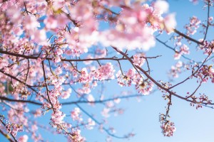 桜,高尾山